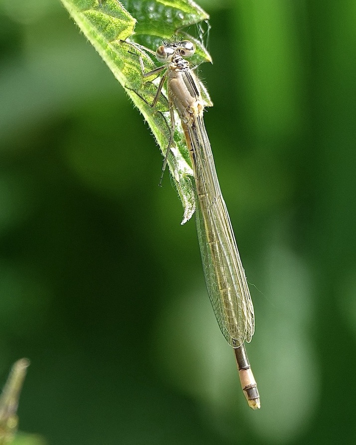 blue-tailed damselfly